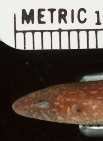 Media type: image;   Herpetology R-76551